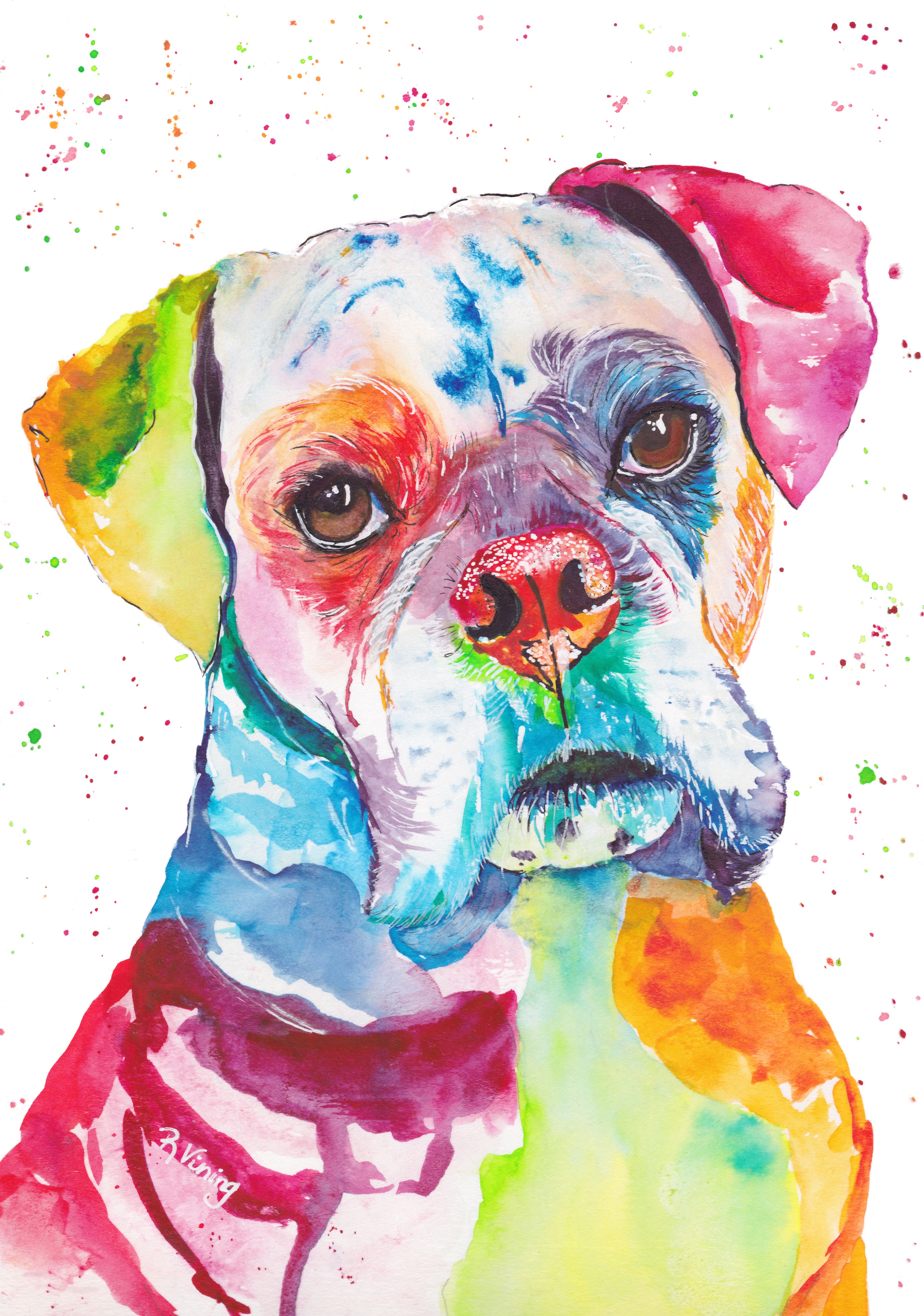 Boxer
